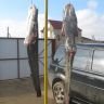 два сомика добытые под крышами кувшинки.