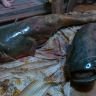 Подводная охота.